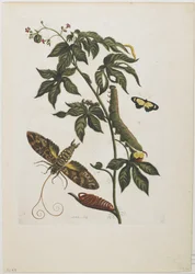 Sfinksikoi, toukka, pupu ja kukka, 1705-71 (käsinvärinen etsaus ja kaiverrus)